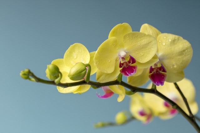 胡蝶蘭はどんな花？