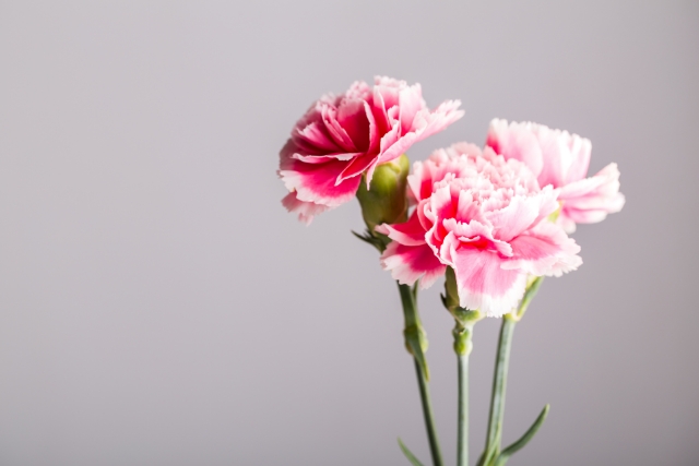 カーネーションの押し花の作り方