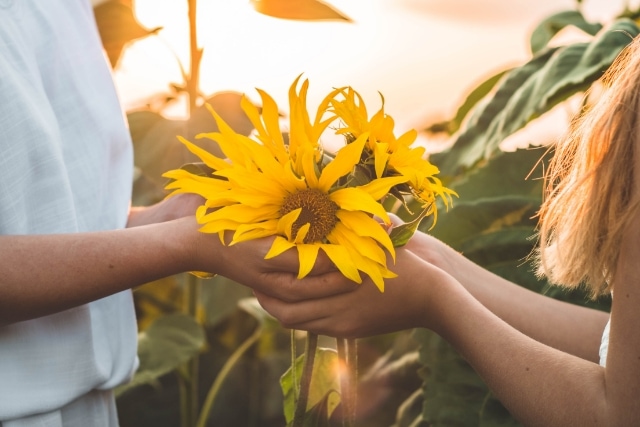 プロポーズの贈り物！ひまわりの花束をいつまでもきれいに飾る方法を解説